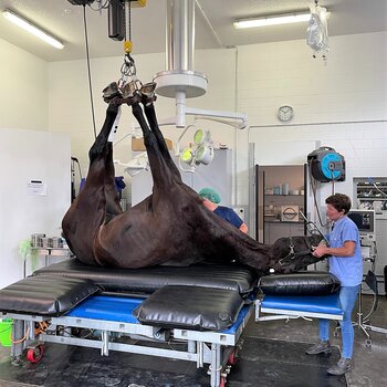 An anaesthetised horse is placed on the treatment table with the help of a GIS crane system