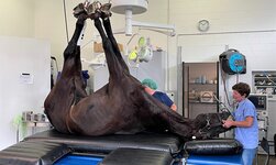 An anaesthetised horse is placed on the treatment table with the help of a GIS crane system