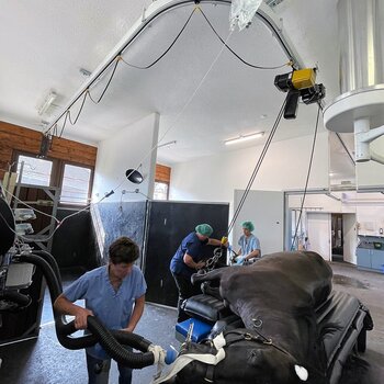 A horse is moved onto the operating table with an overhead track with curve