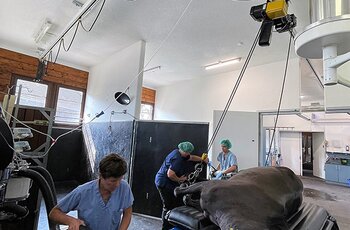 Crane system in veterinary clinic A sedated horse is transported to the treatment table with the GISKB crane system